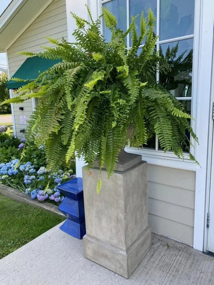 Last Day 75% OFF🔥 -- Lifelike Artificial Boston Fern - UV Resistant