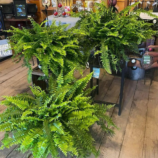 Last Day 75% OFF🔥 -- Lifelike Artificial Boston Fern - UV Resistant